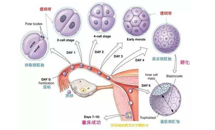 第三代供卵试管婴儿通常成功几次？
